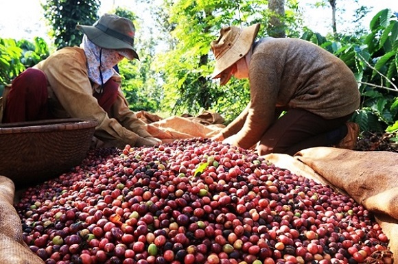 Đại diện Cục Xuất nhập khẩu cũng nhận định, xuất khẩu cà phê của Việt Nam thời gian tới sẽ đối mặt nhiều khó khăn. 