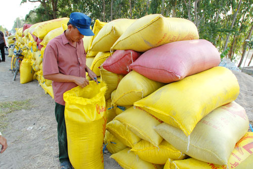 Kiến nghị tiếp tục bơm vốn, giảm lãi suất để thu mua thóc gạo tại Đồng bằng sông Cửu Long - Ảnh 1.