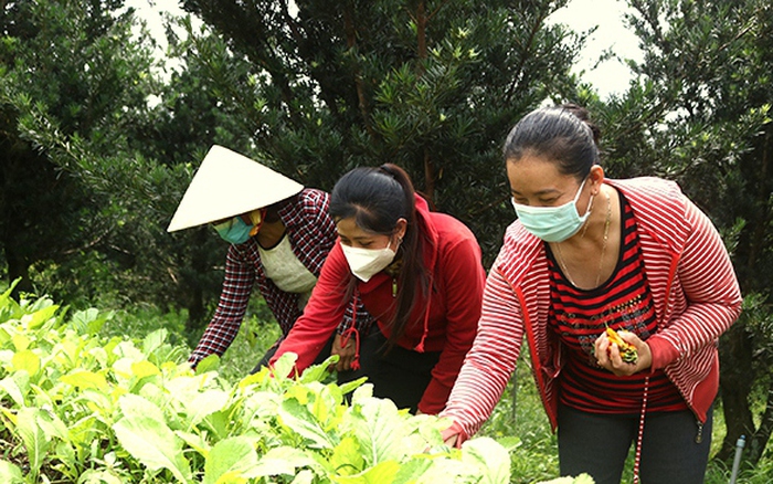 Tiền Giang: Hỗ trợ phụ nữ phát triển kinh tế, giảm nghèo bền vững
