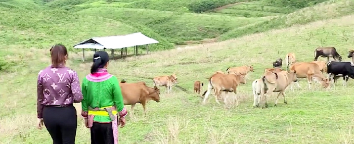 Người phụ nữ dân tộc Hoa sở hữu đàn gia súc lớn nhất ở Phìn Hồ - Ảnh 1.