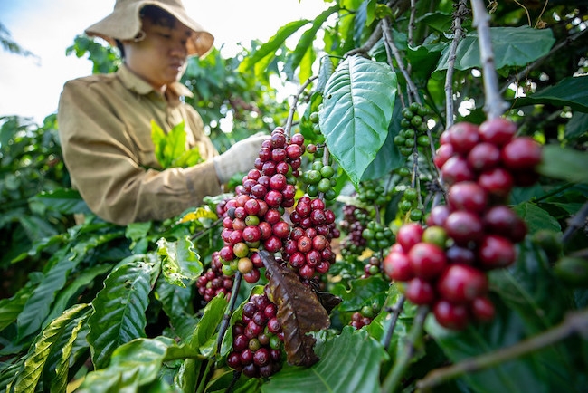 Sản xuất cà phê lâm nguy vì biến đổi khí hậu 1