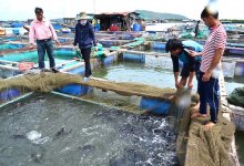 Bà Rịa - Vũng Tàu: Hàng trăm tấn hải sản không có người mua, ngư dân như "ngồi trên đống lửa"