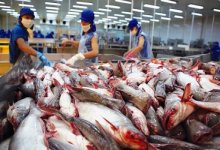 Doanh nghiệp xuất khẩu cá tra nỗ lực vượt khó