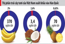 Tìm đường gia tăng thị phần trái cây tươi Việt Nam vào Hàn Quốc 