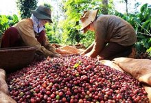 Tháng 7/2021: Xuất khẩu cà phê tăng 5,9% trị giá so với cùng kỳ 2020