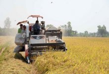 Bộ Công Thương: Doanh nghiệp vẫn gặp khó khi vay vốn để tạm trữ lúa gạo