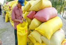 Kiến nghị tiếp tục "bơm" vốn, giảm lãi suất để thu mua thóc gạo tại ĐBSCL