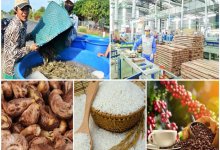 Nông sản Việt Nam tại châu Âu chịu phí vận chuyển cao