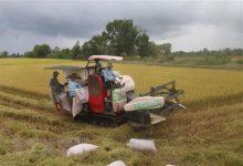Các địa phương tháo gỡ khó khăn trong thu hoạch, vận chuyển lúa