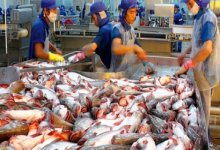 Gần 70% thủy sản sang EU đươc ưu đãi thuế quan theo EVFTA