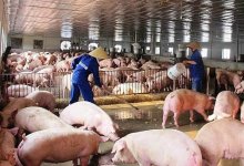 Người chăn nuôi lợn đang "khóc dở, mếu dở"