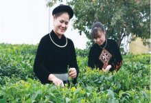 Doanh nhân Hoàng Thị Tân, Giám đốc Hợp tác xã Tâm Trà Thái: Lan tỏa hương thơm “đệ nhất danh trà”