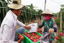 Doanh nghiệp nông sản Việt được đào tạo miễn phí về sản xuất bền vững