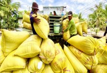 Khơi thông thị trường cho gạo Việt