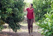 Người phụ nữ "bỏ phố về quê" để khởi nghiệp trồng bưởi đỏ