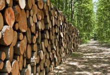Truy xuất nguồn gốc gỗ: Cần hợp pháp hóa những diện tích canh tác lâu năm