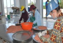 Người làm tôm khô ở Cà Mau phấn khởi vì giá tăng mạnh