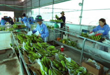 Nông sản Việt rộng đường sang Trung Quốc