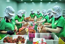 Xuất khẩu lương thực, thực phẩm: Doanh nghiệp nên tuân thủ thay vì đối phó với quy định