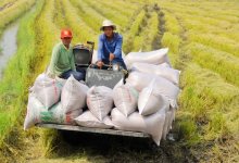 Giá gạo Việt Nam đắt nhất thế giới: Doanh nghiệp có nên "đu đỉnh"?