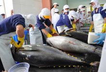 Xuất khẩu cá ngừ sang Israel tăng trưởng ấn tượng